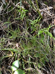 Dendrobium cunninghamii