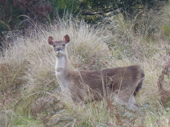 Rusa timorensis