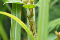 Hieroglyphus tonkinensis