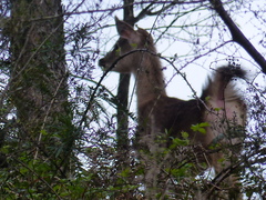 Rusa timorensis