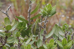 Gomphocarpus cancellatus