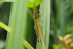 Hieroglyphus tonkinensis