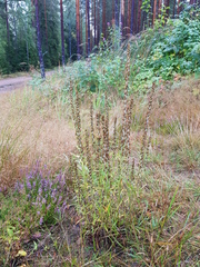 Omalotheca sylvatica