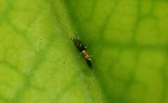 Cosmopterix