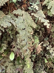 Hymenophyllum frankliniae