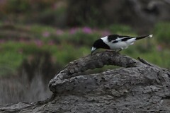 Cracticus nigrogularis