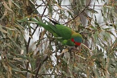 Glossopsitta concinna