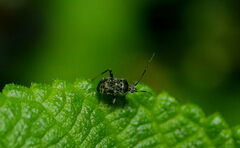 Charagochilus