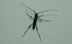 Clytocera chionospila