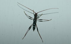 Clytocera chionospila