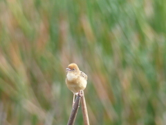 Cisticola exilis