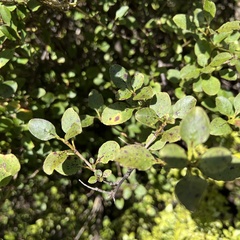 Coprosma foetidissima