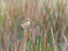 Cisticola exilis
