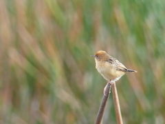 Cisticola exilis