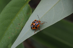 Antestiopsis anchora