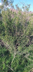 Searsia angustifolia