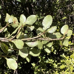 Coprosma foetidissima