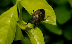 Halyomorpha