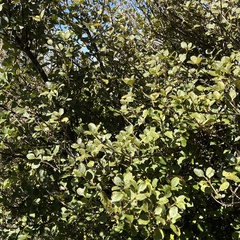 Coprosma foetidissima