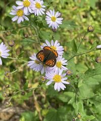 Lycaena phlaeas daimio