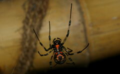 Nephilengys malabarensis