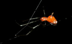 Argyrodes