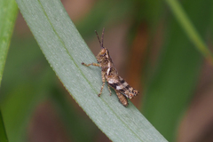 Xenocatantops humilis