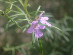 Westringia eremicola