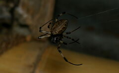 Nephilengys malabarensis