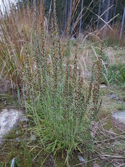 Omalotheca sylvatica