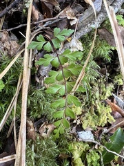 Lindsaea trichomanoides