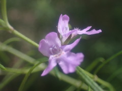 Westringia eremicola