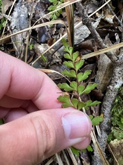 Lindsaea trichomanoides