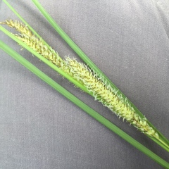 Carex rostrata