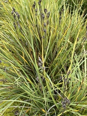 Orthrosanthus multiflorus