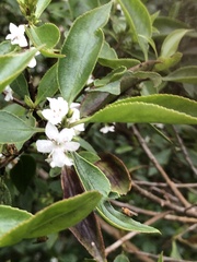 Myoporum petiolatum