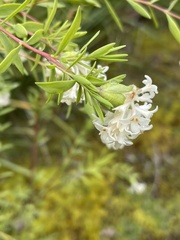 Pimelea stricta