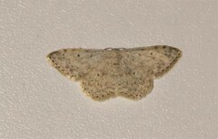 Scopula marginepunctata