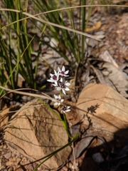 Wurmbea dioica