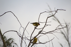 Sphecotheres vieilloti