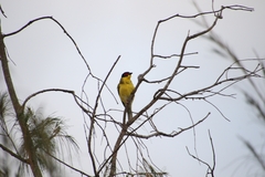 Sphecotheres vieilloti