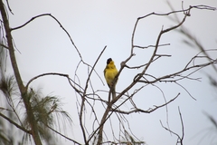 Sphecotheres vieilloti