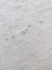 Tapinoma melanocephalum