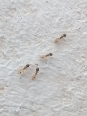 Tapinoma melanocephalum