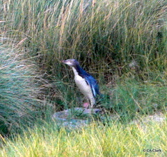 Megadyptes antipodes