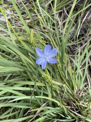 Orthrosanthus multiflorus