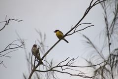 Sphecotheres vieilloti