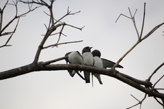 Artamus leucorynchus