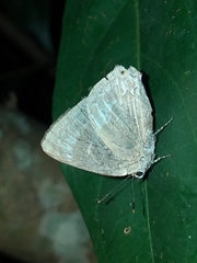 Ostrinotes keila