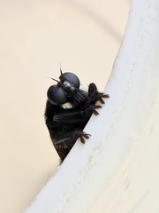 Mallophora leschenaulti